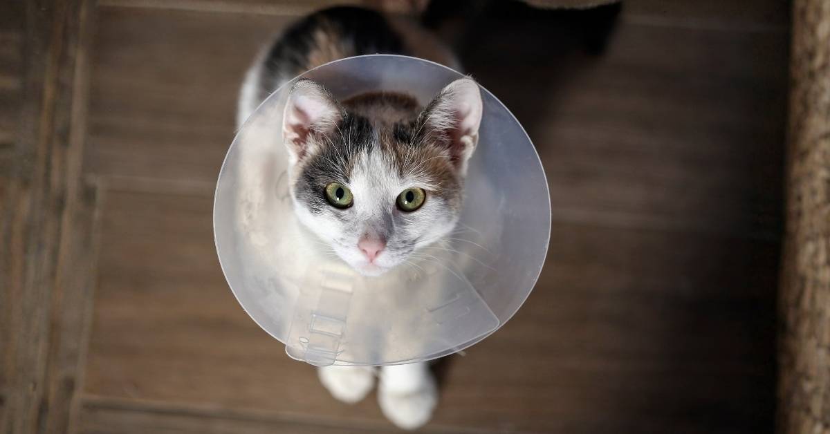 kedi kısırlaştırma fiyatları 2025