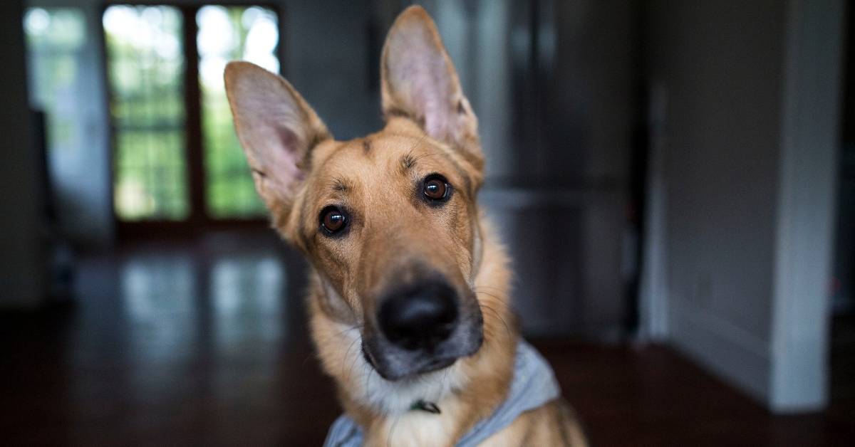 köpek kısırlaştırma fiyatları